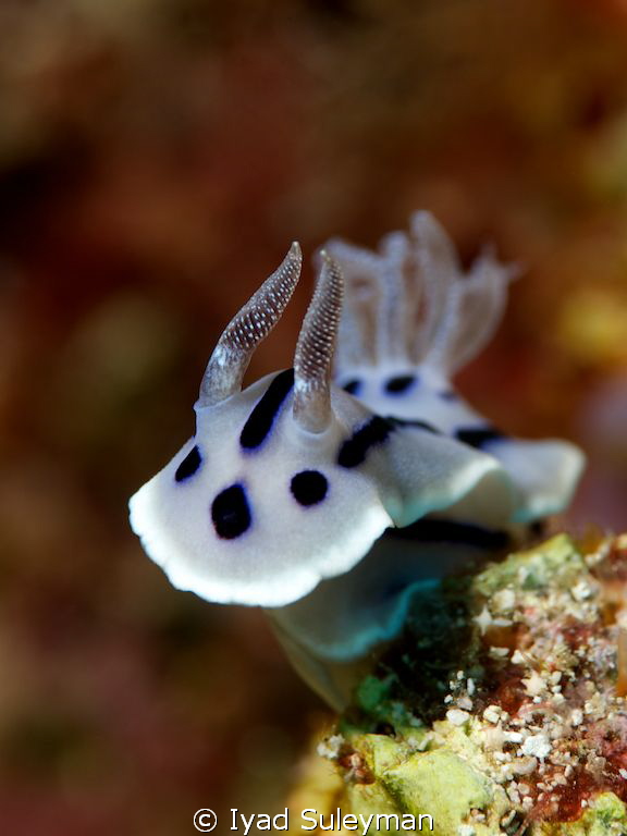 Nudibranch (Chromodoris willani) by Iyad Suleyman 