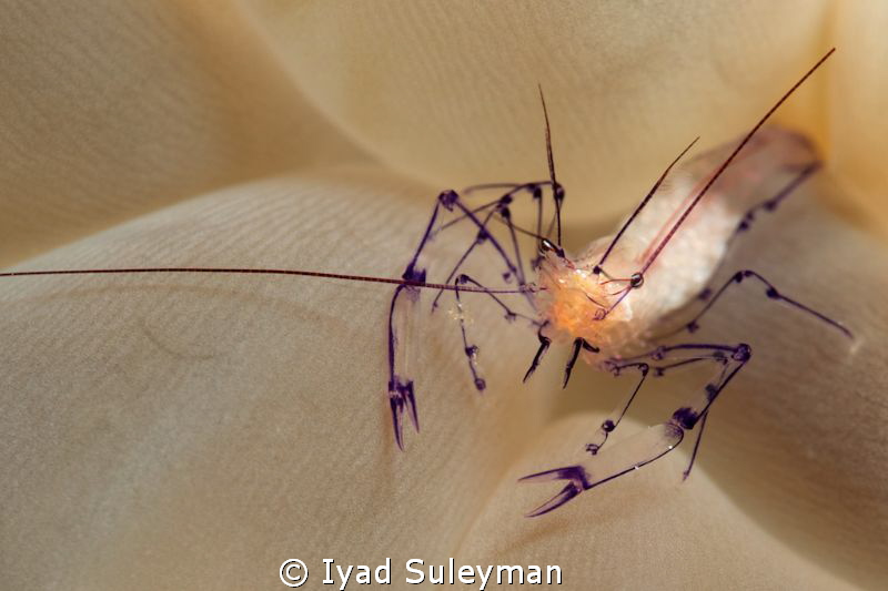 Bubble coral shrimp by Iyad Suleyman 