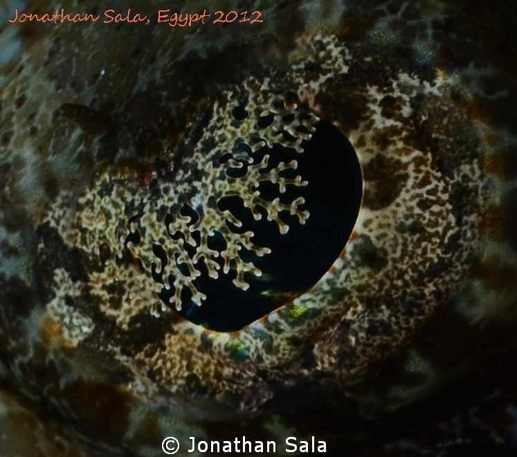 Crocodile Fish by Jonathan Sala 