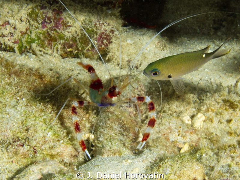 Banded Coral Shrimp by J. Daniel Horovatin 