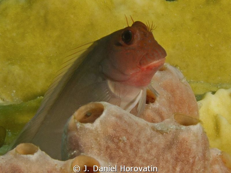 Redlip Blenny by J. Daniel Horovatin 