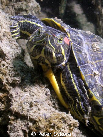 Trachemys scripta by Peter Sykora 