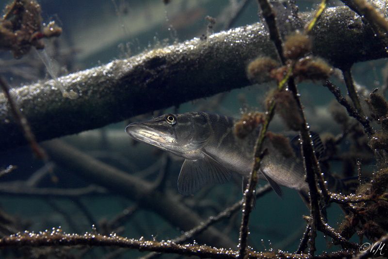 Baby pike by Veronika Matějková 