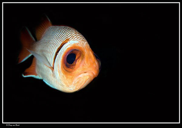 Mister Grumpy... by Dray Van Beeck 