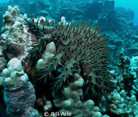 Crown of Thorns by Bill Arle 