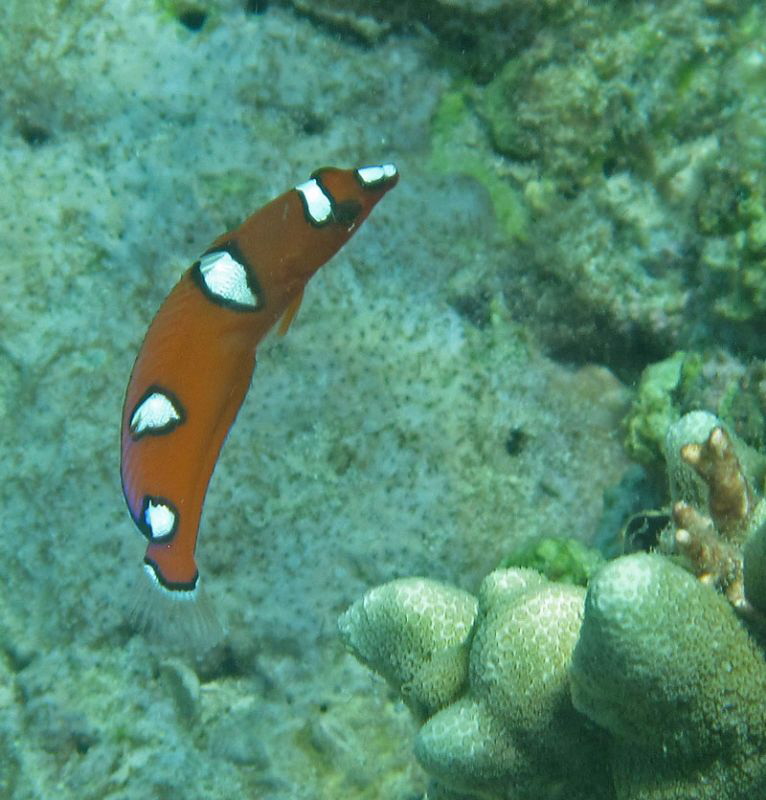 anemone fish without anemone?
juvenile parrotfish
prete... by Chris Krambeck 