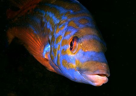 Male cuckoo wrasse, Sound of Mull.
F90X, 60mm lens. by Mark Thomas 