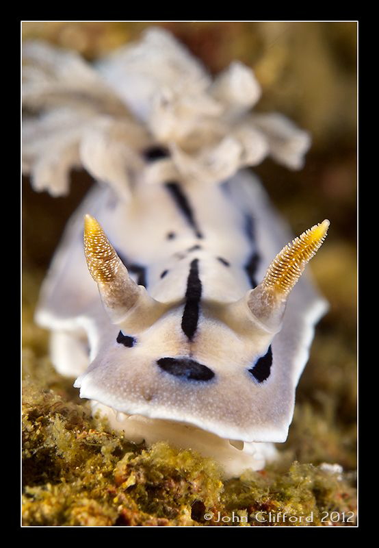 Nudibranch by John Clifford 