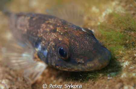 Zingel zingel by Peter Sykora 