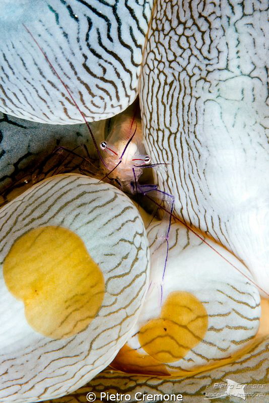 Commensal shrimp in bubble coral with parasites by Pietro Cremone 