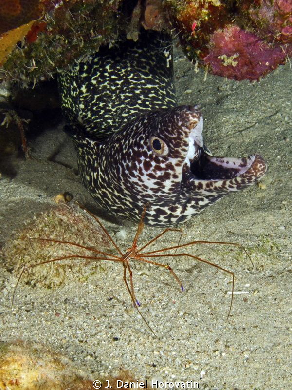 Moray with arrow crab by J. Daniel Horovatin 