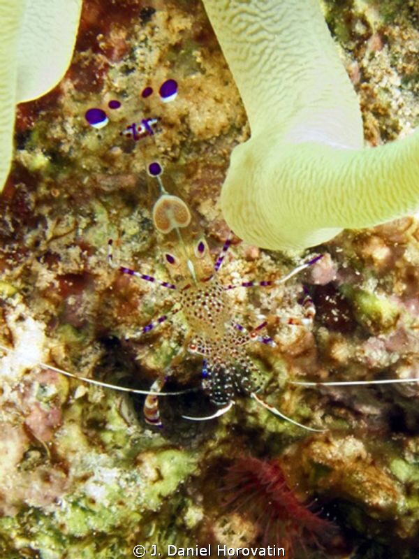 Spotted Cleaner Shrimp by J. Daniel Horovatin 