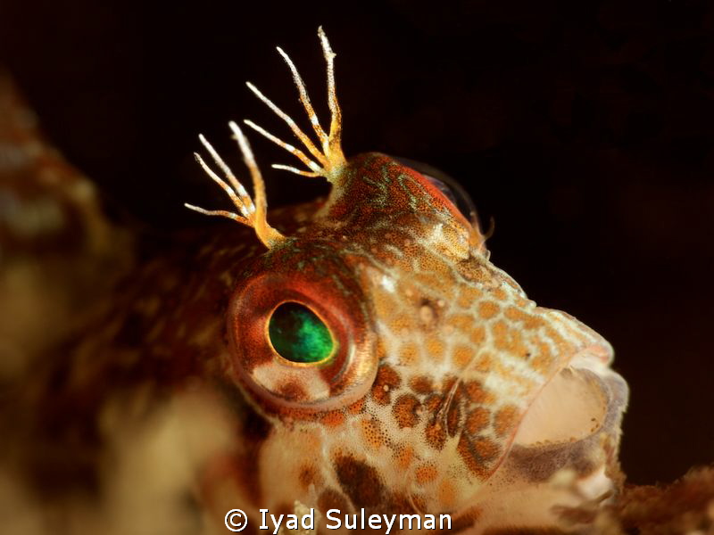 Blenny Portrait

 by Iyad Suleyman 