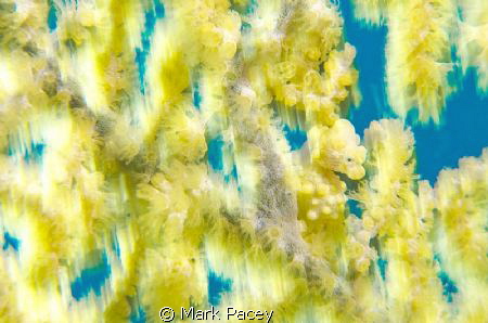 You cant see me....

Pygmy seahorse hiding. by Mark Pacey 