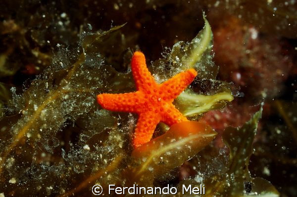 Sky of the sea (Echinaster sepositus) by Ferdinando Meli 