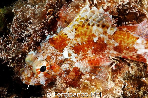 Camouflage example by Ferdinando Meli 
