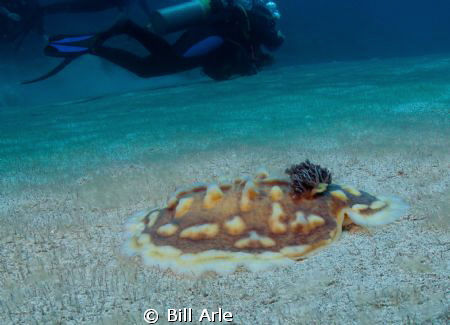 Clumpy nudibranch.  Big Island, Hawaii. by Bill Arle 