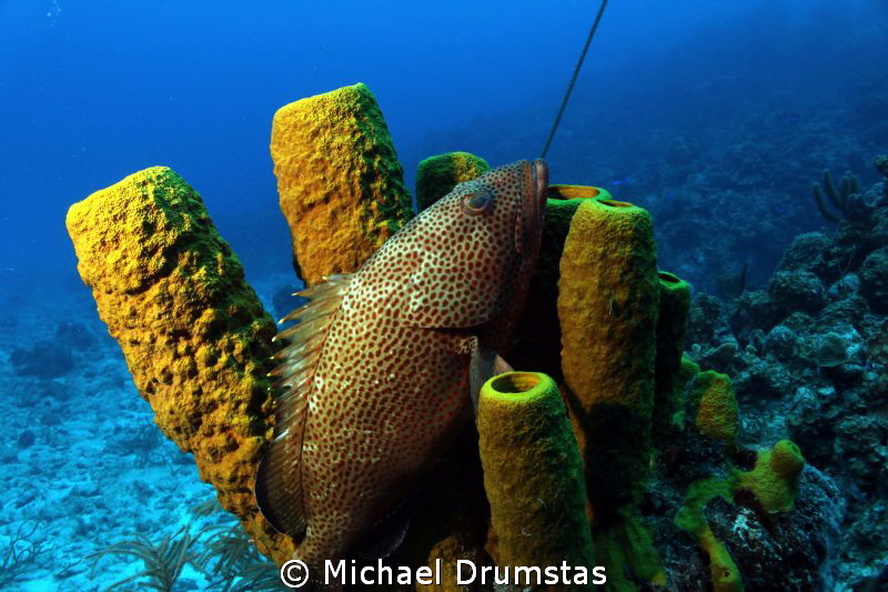 mooring line in background by Michael Drumstas 