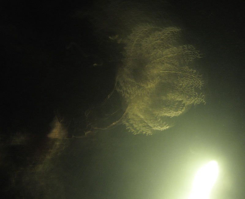 night dive vision by Chris Krambeck 