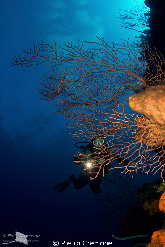 Seafan with diver by Pietro Cremone 