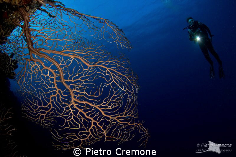 Seafan with diver by Pietro Cremone 