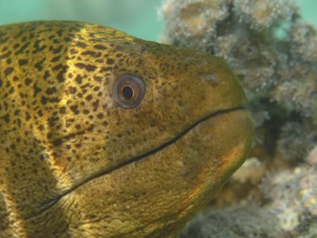 Moray eel, Aitutaki, Cook Islands.
Olympus C8080 wide zo... by Quentin Long 
