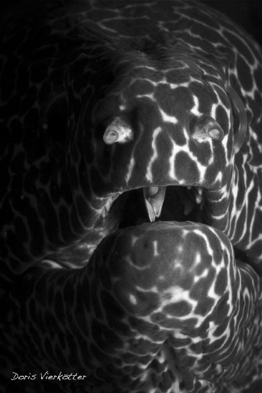 Two teeth... by Doris Vierkoetter 
