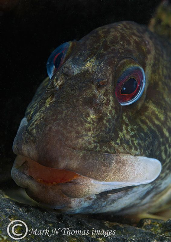 Shanny.
Trefor Pier, N. Wales.
60mm. by Mark Thomas 