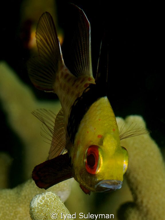Pajama Cardinalfish by Iyad Suleyman 