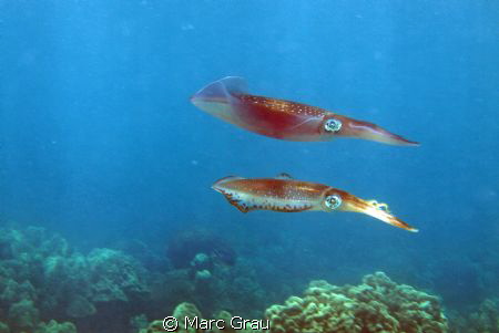 Two squids in Djibouti sea. Carpe Rouge Spot. by Marc Grau 