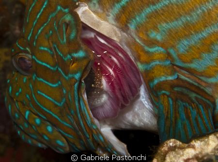 Grouper and cleaner shirmp by Gabriele Pastonchi 