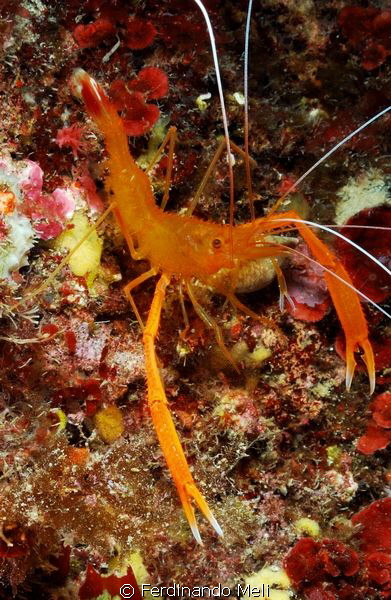 Shrimp (Stenopus spinosus) by Ferdinando Meli 
