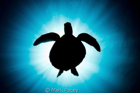 Turtle silhouette by Mark Pacey 