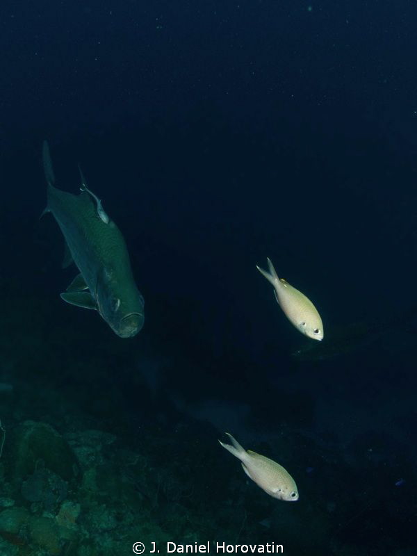 Tarpon & friends by J. Daniel Horovatin 