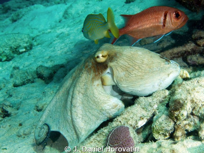 Octopus  friends by J. Daniel Horovatin 