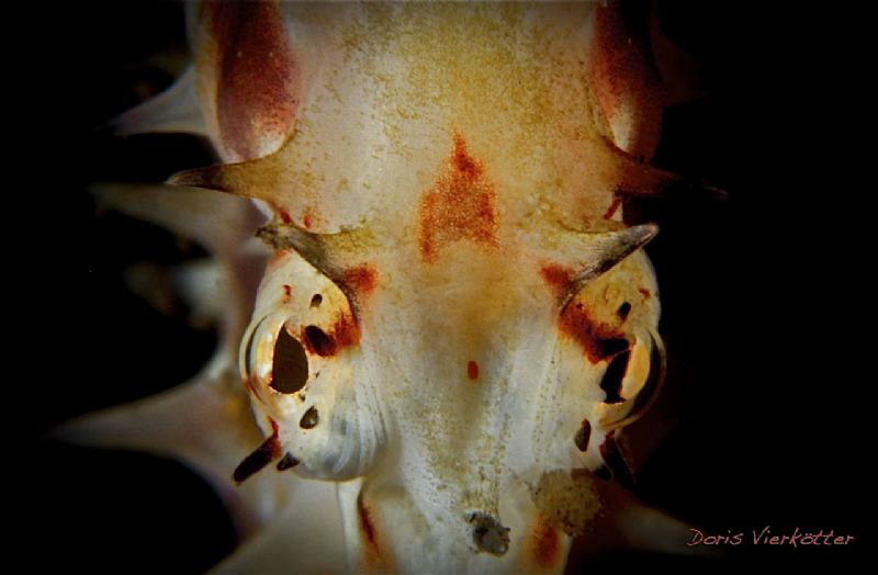Eyes by Doris Vierkoetter 