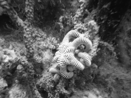 Starfish in Morehead City, N.C. by Kelly N. Saunders 