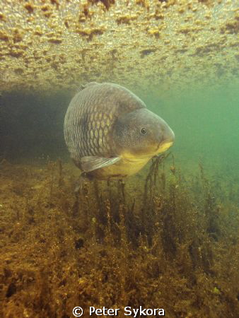 Cyprinus carpio by Peter Sykora 