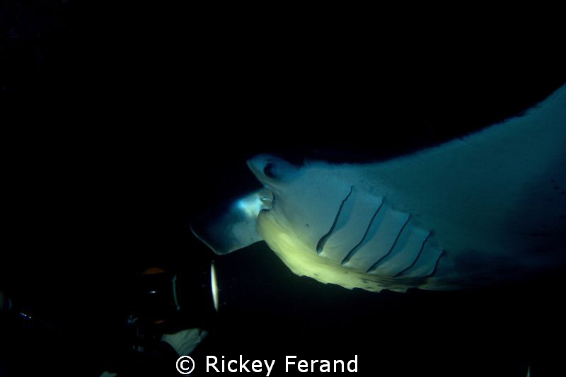 Manta Ray night dive - Kona, Hawaii by Rickey Ferand 