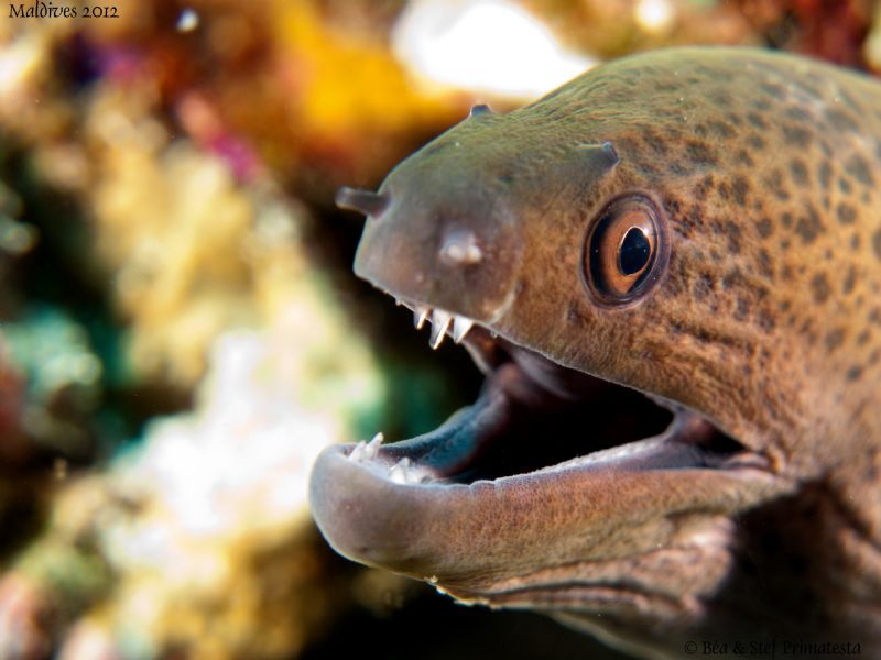 Giant Moray. by Stéphane Primatesta 