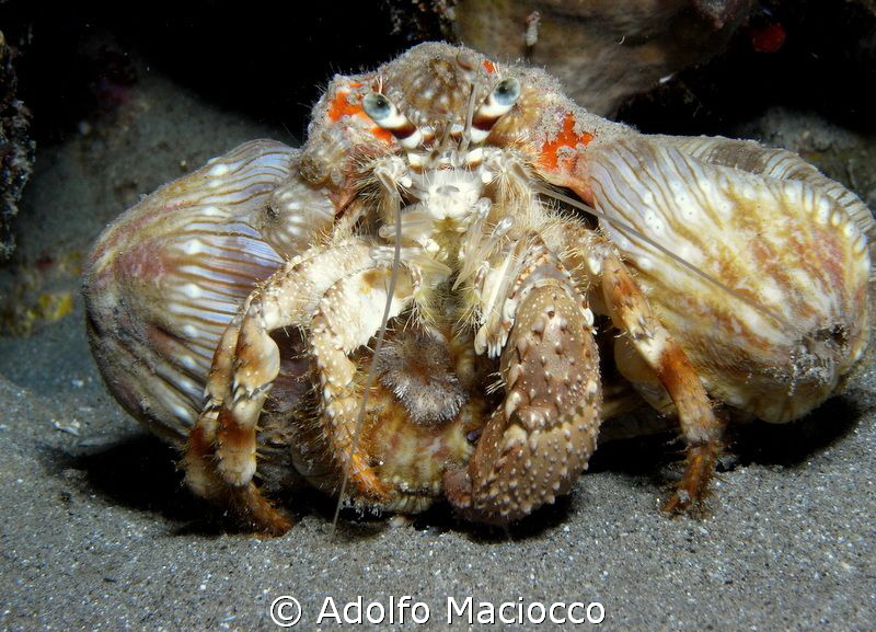 Hermit Crab with anemones
Night dive @ Naama Bay by Adolfo Maciocco 