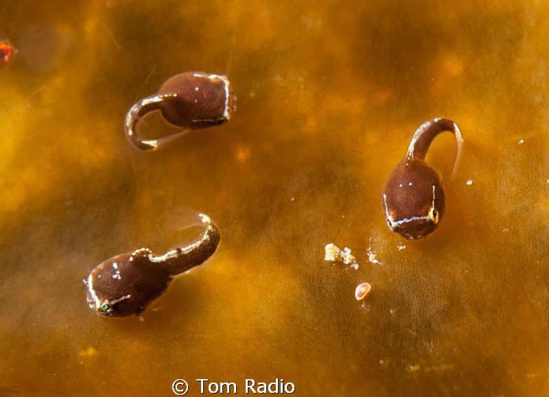 Juvenile Lumpsuckers.  About .5 cm long!
Puget Sound, WA... by Tom Radio 
