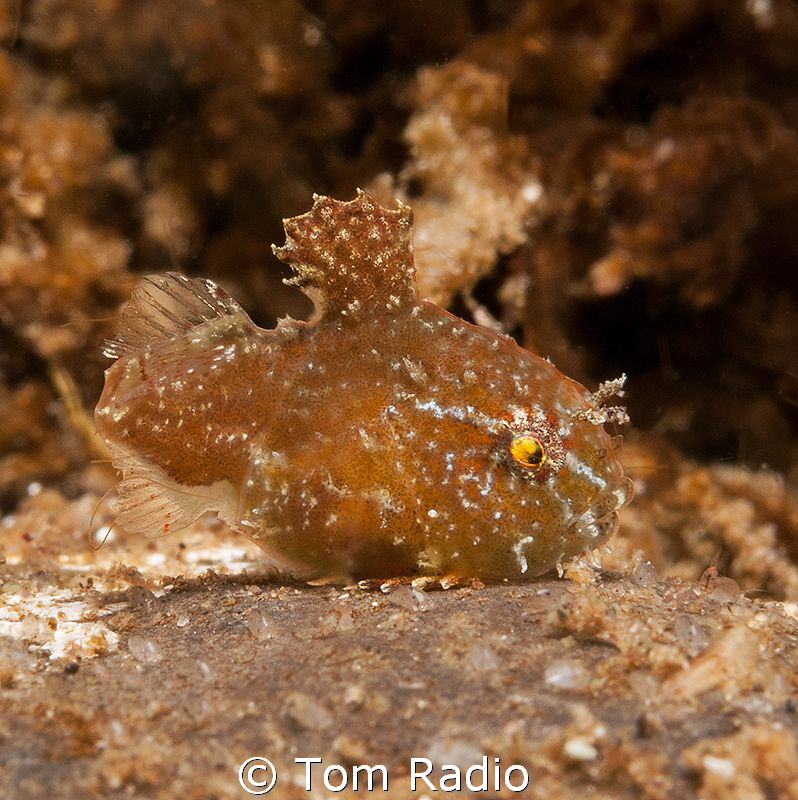 Juvenile Spiny Pacific Lumpsucker
Puget Sound, WA, U.S.A. by Tom Radio 
