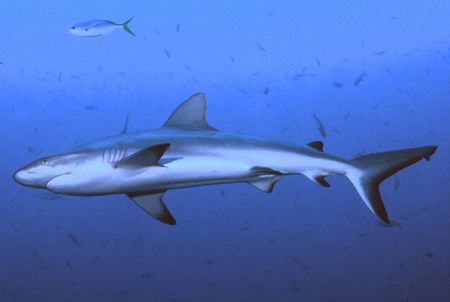 This Bull Shark was found at Blue Corner in Palau. by David Spiel 