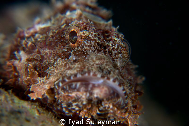 Scorpion-fish by Iyad Suleyman 