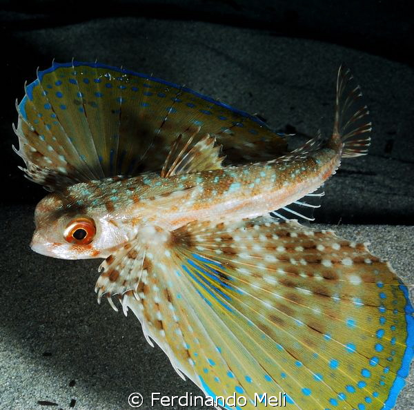 Owl fish (Dactylopterus volitans) by Ferdinando Meli 