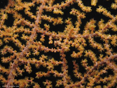 Pygmy Seahorse - Lembeh Straits, Indonesia by Eugene Lim 