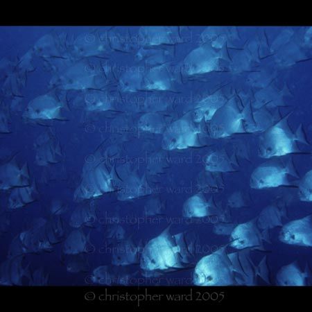 Key Largo, FL. An impressive school of Atlantic Spadefish... by Christopher Ward 