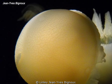Jelly Fish Australia ,Port Phillip Bay Victoria Nikon by Linley Jean-Yves Bignoux 