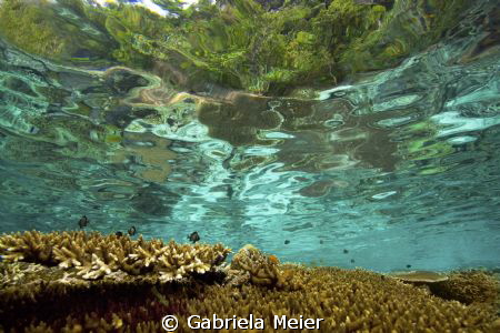 A healthy reef top in Misool, Irian Jaya - West Papua - I... by Gabriela Meier 